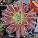 SEMPERVIVUM CHICK CHARMS COSMIC CANDY QT