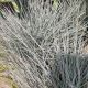 GRASS FESTUCA BEYOND BLUE #1