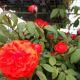 ROSE TB TRUE PASSION #2