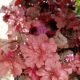 HEUCHERA PRIMO MAHOGANY MONSTER #1