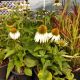 ECHINACEA P WHITE SWAN #1