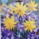 POP OF SUNSHINE BLEND 30P