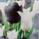 TULIP OREO BLEND 12PP