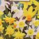 NARCISSUS ROCK GARDEN BLEND 14PP