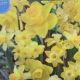 NARCISSIS ALL YELLOW BLEND 14PP