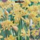 ALLIUM MOLY 30PP