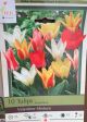 TULIP VALENTINE MIX 10PP