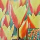 TULIP TUBERGEN'S GEM 15PP