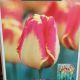 TULIP BANJA LUKA 7PP