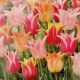 TULIP LILY FLOWERING MIX 16PP