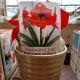 AMARYLLIS RED LION IN GOLD POT