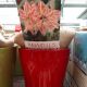 AMARYLLIS DANCING QUEEN IN RED POT