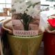 AMARYLLIS WHITE NYMPH IN GREEN POT