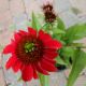 ECHINACEA COLOR CODED FRANKLY SCARLET #1