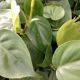 PHILODENDRON 3.5