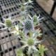 ERYNGIUM BIG BLUE #1