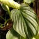 PHILODENDRON 4