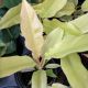 PHILODENDRON 4