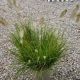 GRASS PENNISETUM HAMELN #1