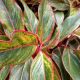 AGLAONEMA 6