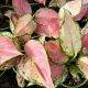 AGLAONEMA 4