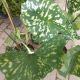 ALOCASIA 10