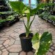 ALOCASIA 10