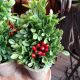 FAUX BOXWOOD TREE 17