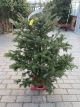 BALSAM FIR 45