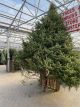 BALSAM FIR 12'-14' CUT