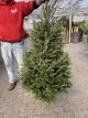 FRASER FIR 3'-5' CUT