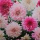 BULB DAHLIA TICKLED PINK