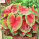 BULB CALADIUM BUCK 3PP