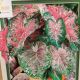 BULB CALADIUM PINK CLOUD 3PP