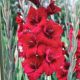 BULB GLADIOLUS TAVIRA 10PP