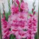 BULB GLADIOLUS XPERIENCE 10PP