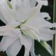 BULB LILY ORIENTAL DBL MY WEDDING