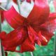 BULB TIGER LILY RED VELVET