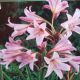 BULB CRINIUM 'CAPE LILY'