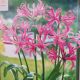 BULB GUERNSEY LILY PINK