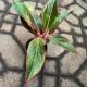 AGLAONEMA 4