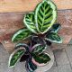 CALATHEA 4