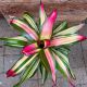 BROMELIAD 6