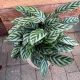 CALATHEA 6