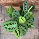 PRAYER PLANT 6