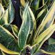 SNAKE PLANT 6