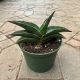 SNAKE PLANT 6