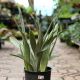 SNAKE PLANT 8