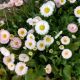 BELLIS ROSE BICOLOR 4.5