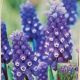 MUSCARI DARK EYES 15PP